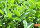 【深耕百千万 和美新乡村】揭西:“雾云大洋”红茶斩获茶界桂冠 品牌驱动茶业提质升级