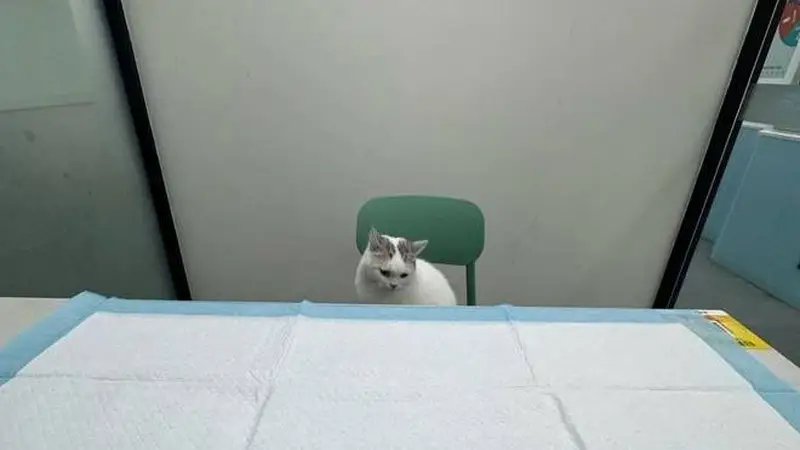 猫咪就医“百态图鉴”:大摇大摆坐医生对面,躲文件夹自欺欺人