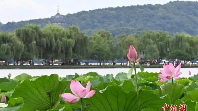 美不胜收!杭州西湖夏日荷花娇艳绽放 莲叶何田田