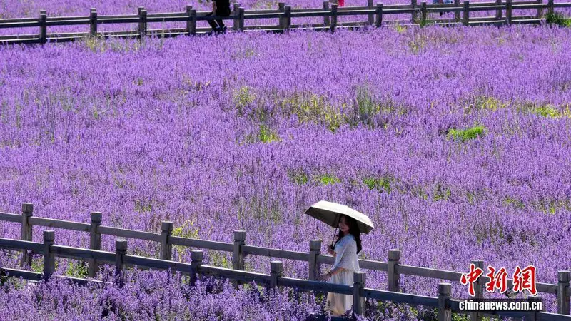 绝美“紫色花海”!四川松潘薰衣草进入最佳观赏期