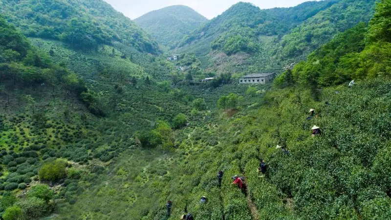 诸暨名茶地理——龙门顶
