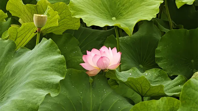 避暑之都点亮避暑经济 | 荷香引客来
