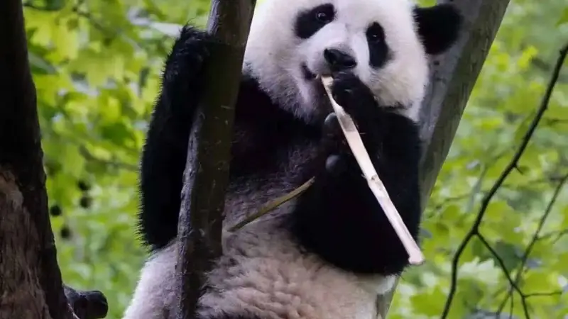 暑期遇“滚滚”,在都江堰赴一场熊猫之约