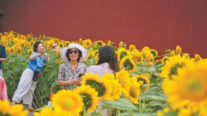 景山公园 近2万株向日葵花期正盛