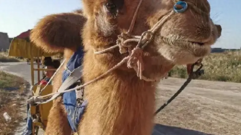 莫言:我爷爷那一代的酒徒,酒量之大现在看来简直是神话