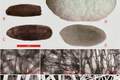 华夏桑蚕纺织史前如何扩散？最新考古实证4000年前已传播到中亚