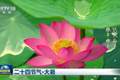 文化中国行丨二十四节气·大暑 感受盛夏最浓时