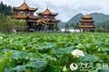 贵州安龙：荷风引客来 歌舞聚同心