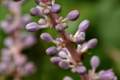 山麦冬绣出花穗，淡紫色花开雅致