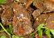 牛肉这样拌才够味,家常葱拌牛肉做法