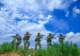 盛夏日,共赴火热练兵场