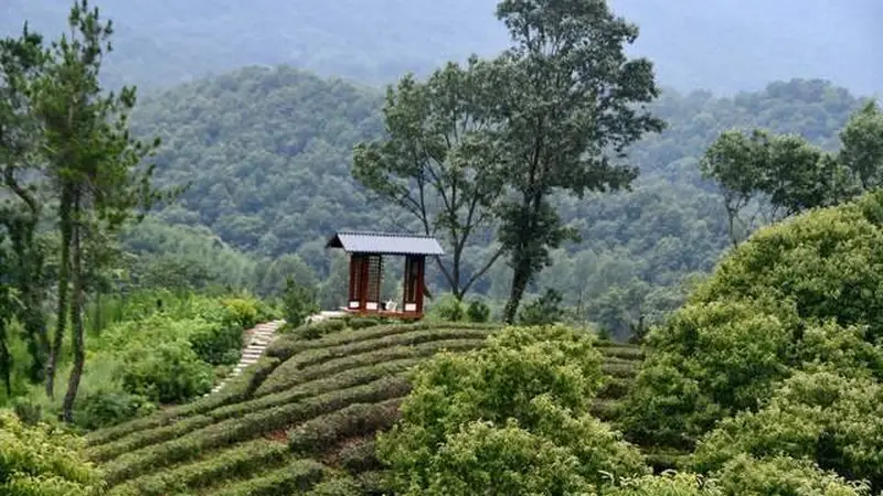 桐柏山・归元愈境:禅茶疗愈之旅启幕