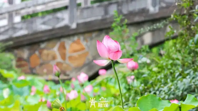青山夏日顶流赏荷线,7座公园一次逛个够