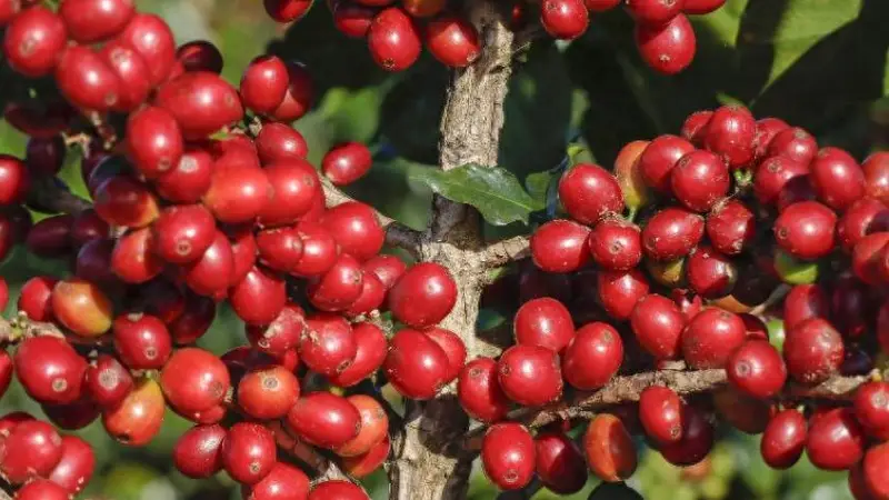 年产万吨的咖啡工厂,用第一波咖啡产物,给精品咖啡上强度了?