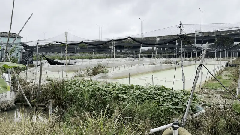 “抗生素牛蛙”屡禁不止:超标乱象成行业日常 养殖户称不用药就绝收