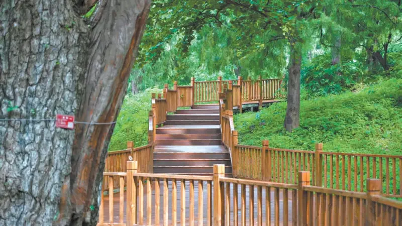 香山古树区 避暑新胜地