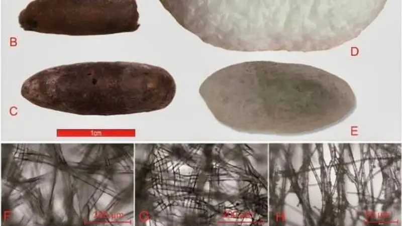 华夏桑蚕纺织史前如何扩散?最新考古实证4000年前已传播到中亚