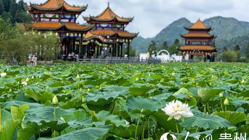 贵州安龙:荷风引客来 歌舞聚同心