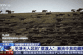 视频丨从“摆渡人”到“奶爸” 高原汉子在生命禁区守护藏羚羊
