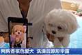 男子花1400元网购香槟色小狗洗澡后变纯白，当事人：商家特意叮嘱“七天不洗澡”，发现问题后商家已失联跑路