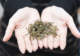 大红袍茶叶的健康益处有哪些?