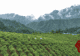千城百县看中国|湖南张家界:一叶莓茶带富一方人