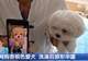 男子花1400元网购香槟色小狗洗澡后变纯白，当事人：商家特意叮嘱“七天不洗澡”，发现问题后商家已失联跑路