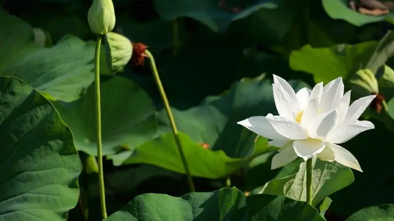 西安兴庆宫公园荷花进入最佳观赏期:夏风拂唐园