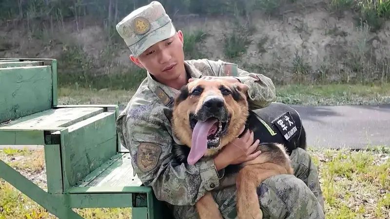 军犬：委屈！训导员：心疼！