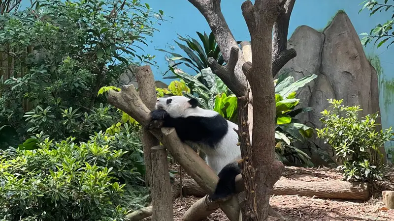 深秋的狮城,短假期的慢呼吸