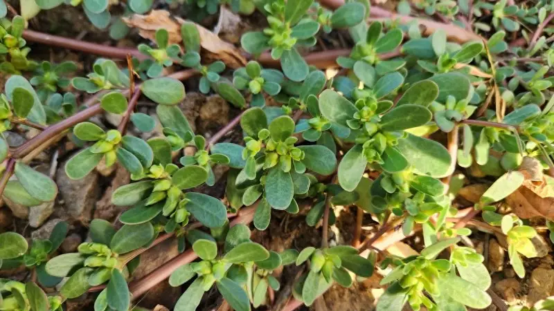 夏天总觉得又困又黏?这盘凉拌菜,清热除湿正当时