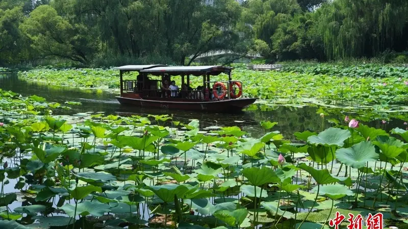 北京: 市民“泛舟”荷花渡赏荷消暑