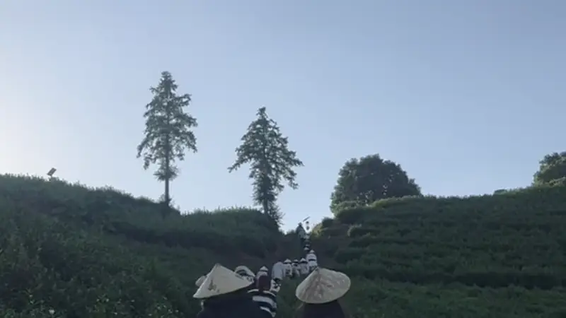 碾茶抹茶的热销是新茶道降临系列2：抹茶狂飙，产量占全球70%，为何只赚喝汤的钱？