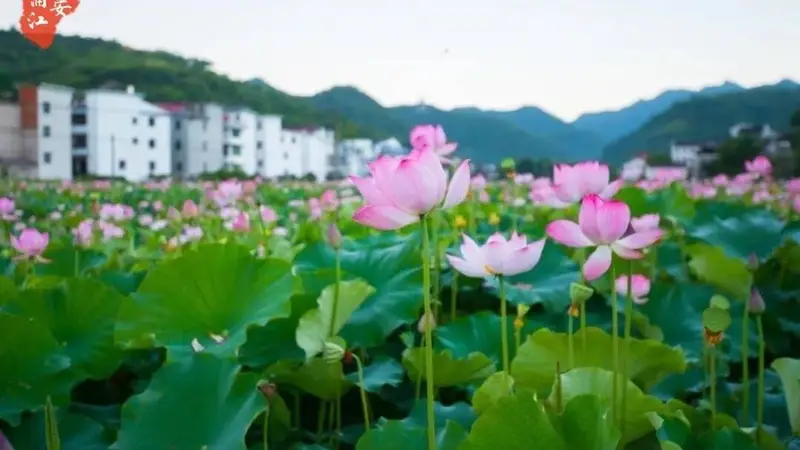 早安浦江丨半夏荷开,大美嵩溪