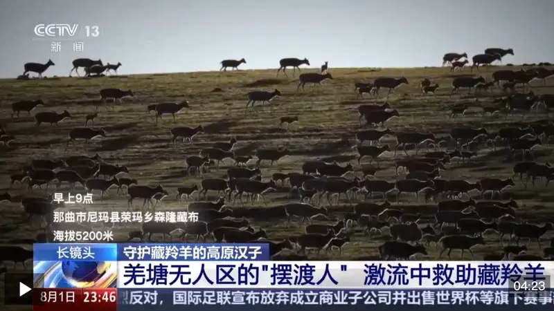 视频丨从“摆渡人”到“奶爸” 高原汉子在生命禁区守护藏羚羊