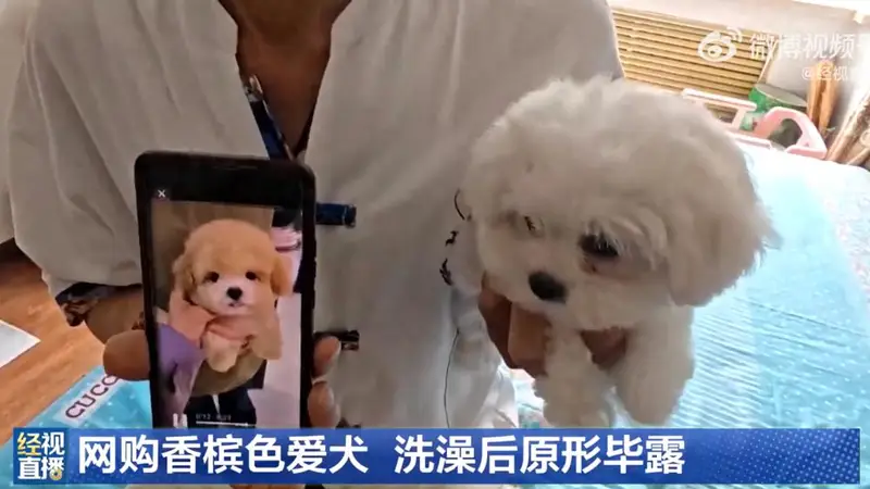 男子花1400元网购香槟色小狗洗澡后变纯白,当事人:商家特意叮嘱“七天不洗澡”,发现问题后商家已失联跑路