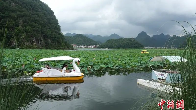 云南普者黑:喀斯特山水迎来暑期旅游热