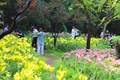 济南红叶谷景区30万余株百合花次第绽放