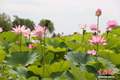银川鸣翠湖荷花节启幕 助推夏日文旅消费热