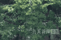 动物园回应设“360度观虎隧道”：能无遮挡、近距离看散养老虎，用的防弹玻璃，很安全