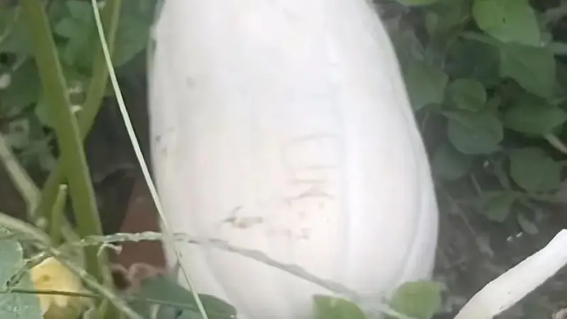 【南沙风情】栟茶夏天的饭桌上,少不了一盘韭菜炒笋瓜