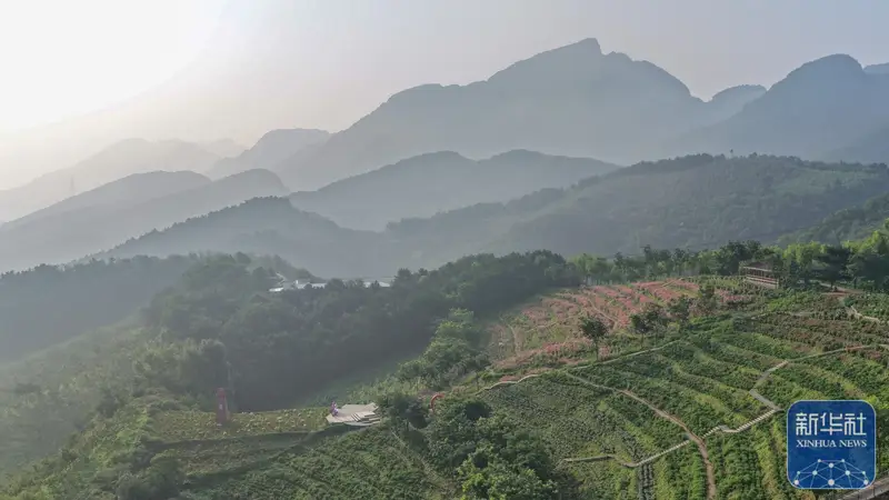 河北兴隆:高山花海美如画