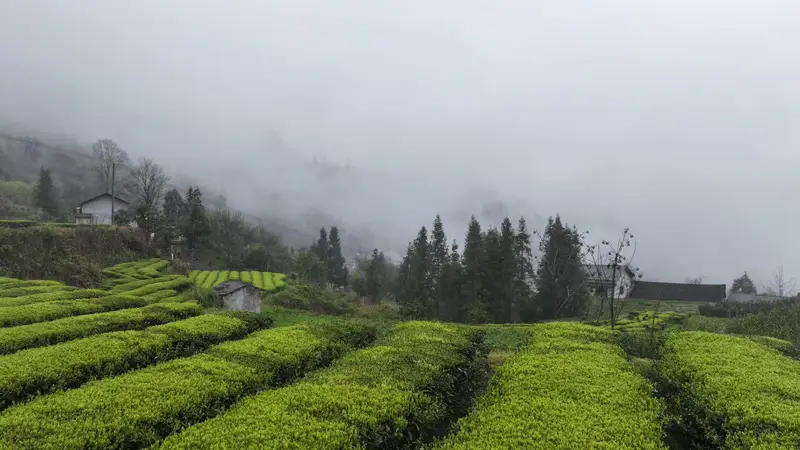 桑植白茶:一盏醇香里的山河岁月