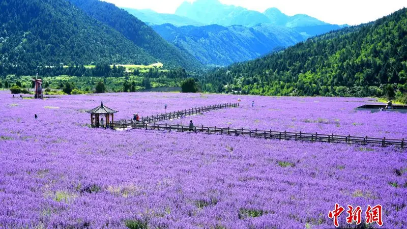 四川松潘薰衣草花海进入最佳观赏期