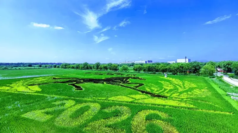 山水王佐 夏觅清凉丨王佐镇佃起村稻田画进入最佳观赏期