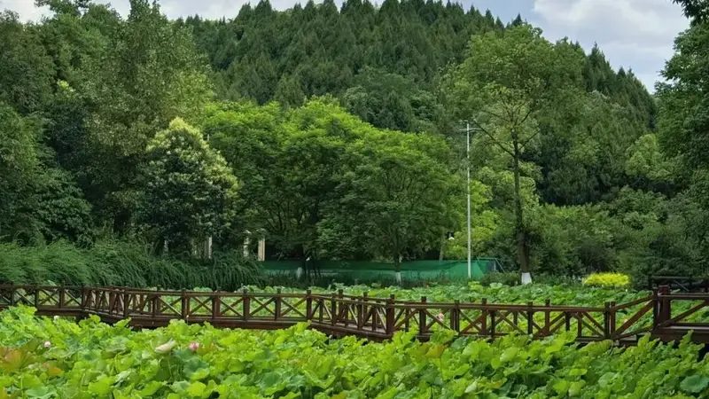 荷香满城|德阳夏日赏荷地图来了