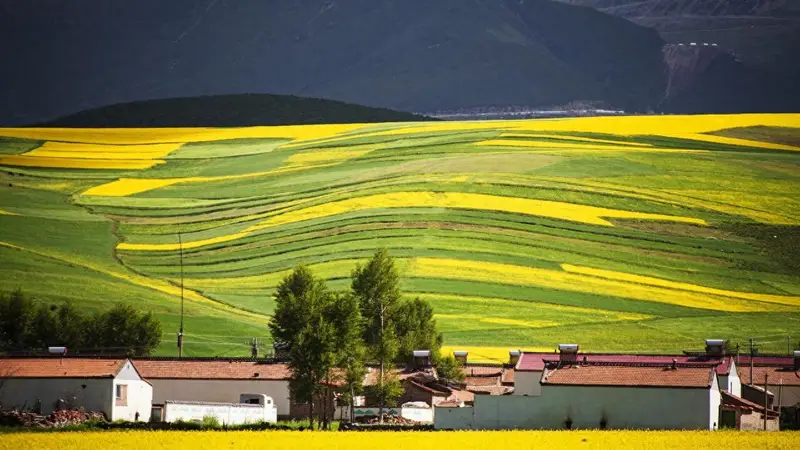门源回族自治县旅行攻略·百里花海与祁连雪峰
