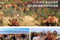 丝路驼铃飘乳香——源西域亮相第九届中国-亚欧博览会，特色乳品引发现场热潮