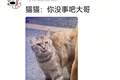 狗将鸡咬死后倒地不起，狗主人猛扇十个巴掌后狗子依旧不动…评论区劝狗主人不要再打了，狗子好像有一点si了…狗主人：这招也就骗骗你们…