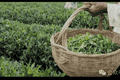 日照绿茶，登上香港新亚太电视台！